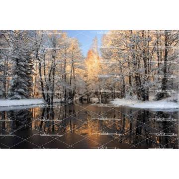 تصویر جنگل (زمستان)